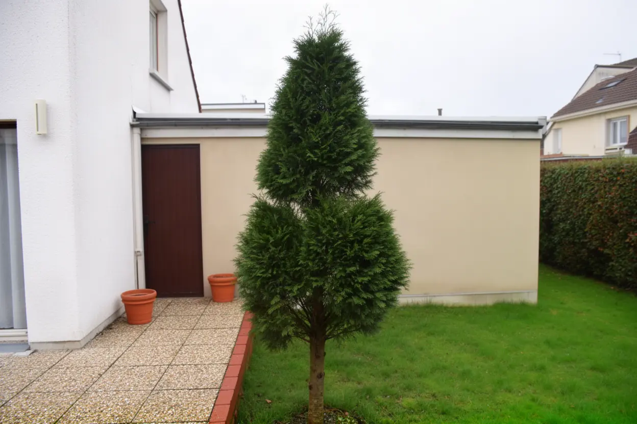 Conifère dépérissant près d'une terrasse à Marck