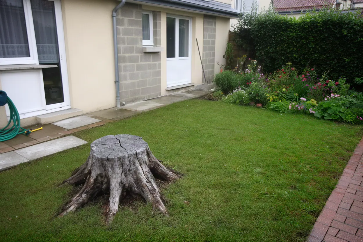 Souche affleurante avant rognage dans jardin à Calais