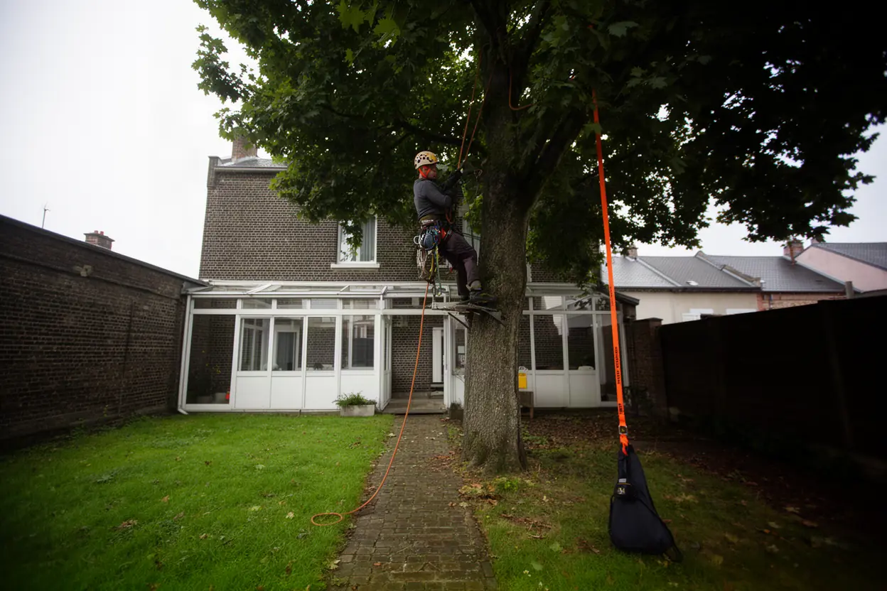 Élagueur grimpeur dans un pin côtier à Sangatte